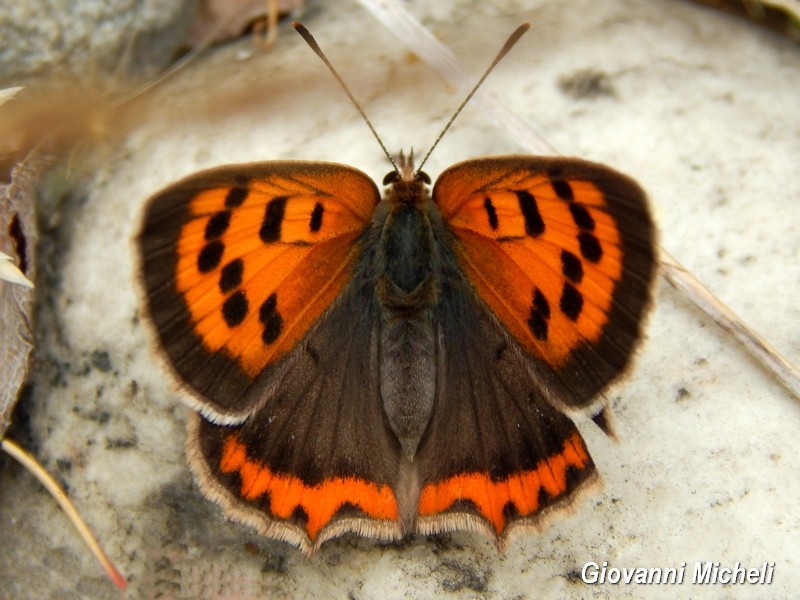 Parco del Ticino 13.6.15